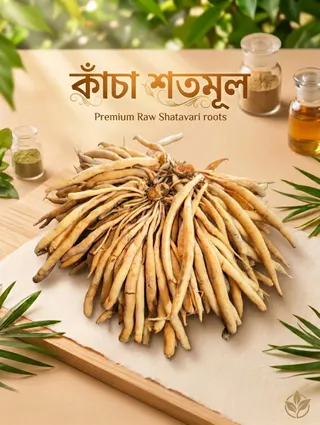 শতমুল (কাঁচা)